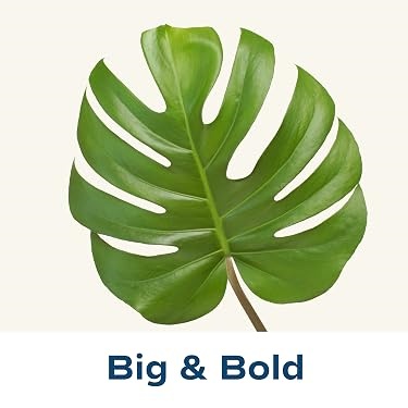 Costa Farms｜Farm‑Fresh Houseplants For Home & Office