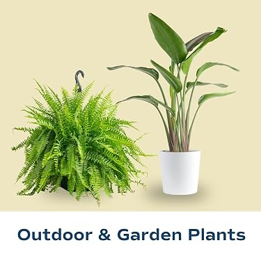Costa Farms｜Farm‑Fresh Houseplants For Home & Office