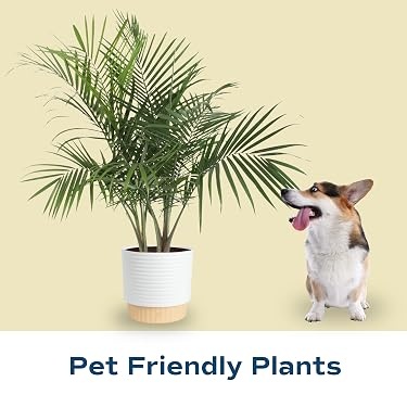 Costa Farms｜Farm‑Fresh Houseplants For Home & Office