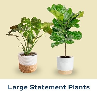 Costa Farms｜Farm‑Fresh Houseplants For Home & Office