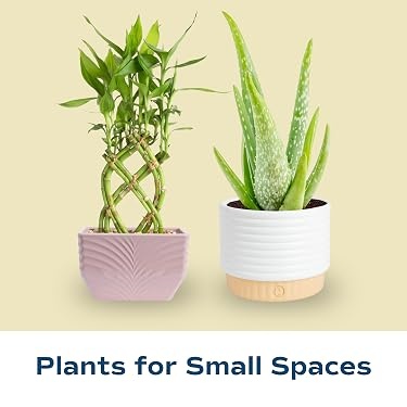 Costa Farms｜Farm‑Fresh Houseplants For Home & Office