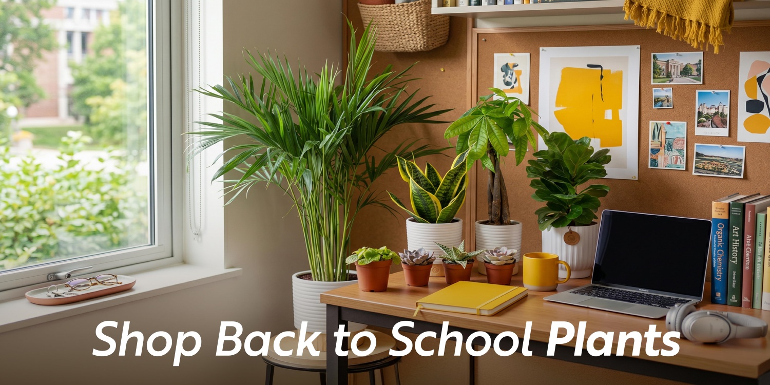 Costa Farms｜Farm‑Fresh Houseplants For Home & Office