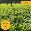 image:imageCosta Farms Boston Fern Live Indoor Plant Easy Care Home DecorKimberly Queen Fern  Large 23 Feet Tall  in Grow Pot