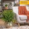 image:imageCosta Farms Boston Fern Live Indoor Plant Easy Care Home DecorKimberly Queen Fern  Large 23 Feet Tall  in Grow Pot