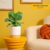 image:imageCosta Farms Ficus Audrey Live Indoor Plant Easy Care Home DecorFicus Audrey  Medium 12 Feet Tall  in Decorative Plant Pot
