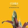 image:imageCosta Farms Stromanthe Triostar Live Indoor Plant Easy Care Home Decor
