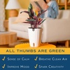 image:imageCosta Farms Stromanthe Triostar Live Indoor Plant Easy Care Home Decor