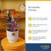 image:imageCosta Farms Stromanthe Triostar Live Indoor Plant Easy Care Home Decor