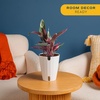 image:imageCosta Farms Stromanthe Triostar Live Indoor Plant Easy Care Home Decor