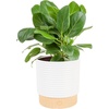 image:imageCosta Farms Ficus Audrey Live Indoor Plant Easy Care Home DecorFicus Audrey  Medium 12 Feet Tall  in Decorative Plant Pot