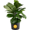 Fiddle Leaf Fig  Large (2-3 Feet Tall)  in Grow Pot