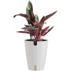 image:imageCosta Farms Stromanthe Triostar Live Indoor Plant Easy Care Home Decor