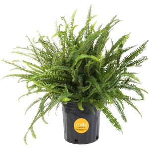 image:imageCosta Farms Boston Fern Live Indoor Plant Easy Care Home DecorKimberly Queen Fern  Large 23 Feet Tall  in Grow Pot