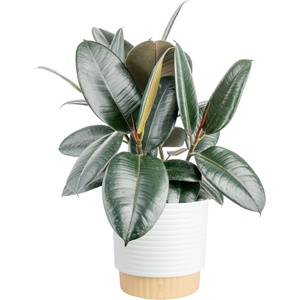 image:imageCosta Farms Ficus Audrey Live Indoor Plant Easy Care Home DecorBurgundy Rubber Tree  Large 23 Feet Tall  in Decorative Plant Pot