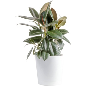image:imageCosta Farms Ficus Audrey Live Indoor Plant Easy Care Home DecorBurgundy Rubber Tree  Large 23 Feet Tall  in Decorative Planter