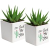 image:imageCosta Farms Succulents Live Indoor Plant Easy Care Home DecorHaworthia  Mini 2754 Inches Tall  in Dcor Succulent Pot 2Pack