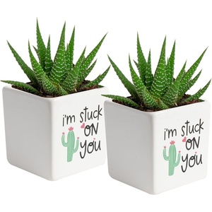 image:imageCosta Farms Succulents Live Indoor Plant Easy Care Home DecorHaworthia  Mini 2754 Inches Tall  in Dcor Succulent Pot 2Pack